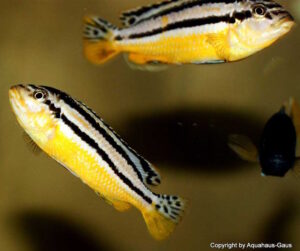 Melanochromis auratus 'Chipoka'